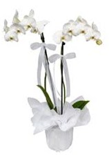 2 dallı beyaz orkide  Aydın incir çiçek güvenli kaliteli hızlı çiçek 