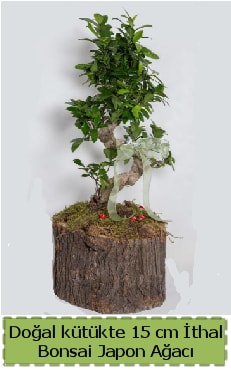 Doğal kütükte İthal bonsai japon ağacı  Aydın incir çiçek çiçek gönderme 