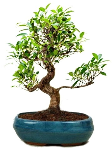 25 cm ile 30 cm aralığında Ficus S bonsai  Aydın incir çiçek çiçek gönderme sitemiz güvenlidir 