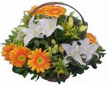  Aydın incir çiçek online çiçekçi , çiçek siparişi  sepet modeli Gerbera kazablanka sepet